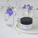 Phyto-C Skin Firming Cream Зміцнюючий крем для обличчя 50ml Р1-0950 фото 2